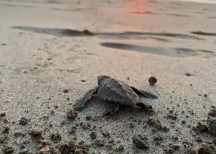 3, Cerca De La Playa, Naturaleza Y Paz Apartamento Santa Cruz (Guanacaste)